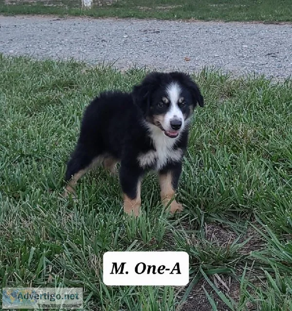 Mini Australian Shepherd M.One-A