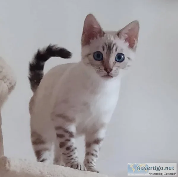Zoe Bengal Cat Female