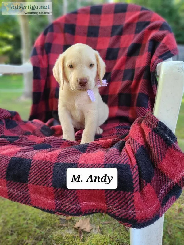 Labrador Retriever Andy