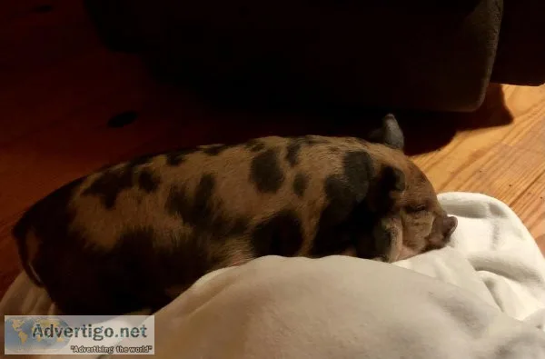 Adorable Female Kunekune Piglet