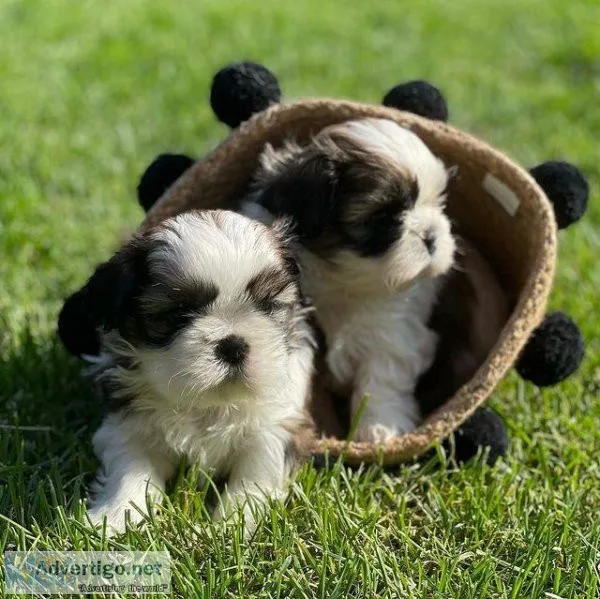 shih tzu puppies 617-575-9404