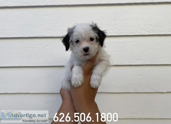 MalChi Puppies