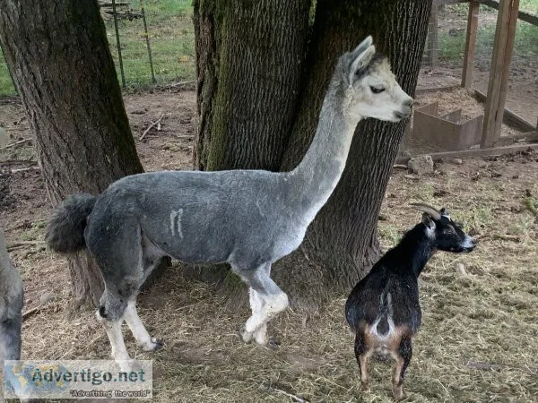 Alpacas for sale