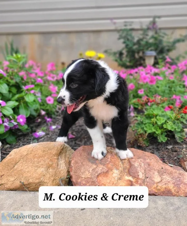 Mini Australian Shepherd CandC.