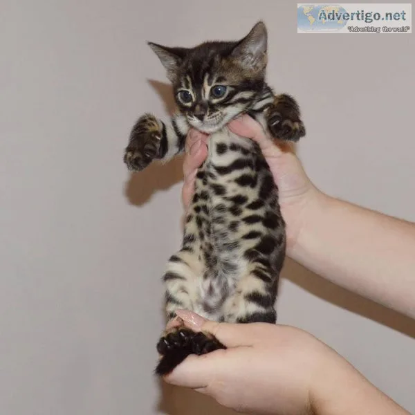Bennie Bengal Cat Male