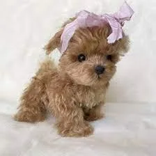 TOY POODLE HYPERALLERGENIC