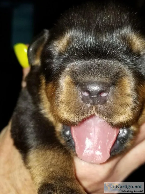 AKC Rottweiler Puppies