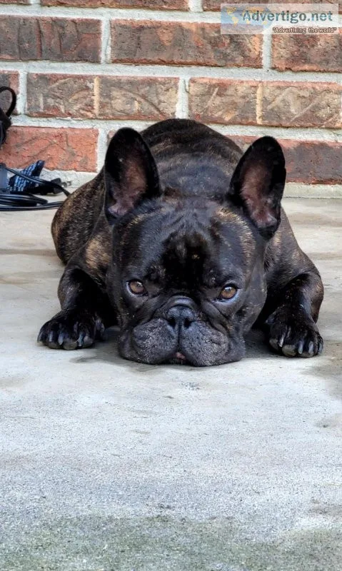 French Bulldog