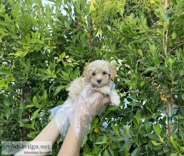 Apricot Poodle Puppies