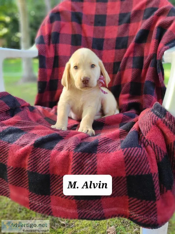 Labrador Retriever Alvin