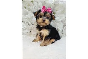 Delia Yorkshire Terrier - Yorkie