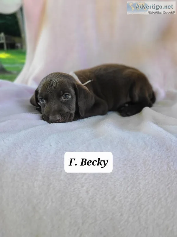 Labrador Retriever Becky