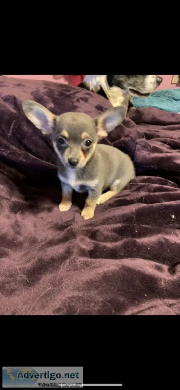 Designer dog extraordinaire  Chihuahua corgi