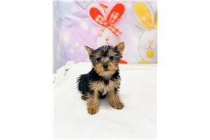 Dexter  Yorkshire Terrier - Yorkie