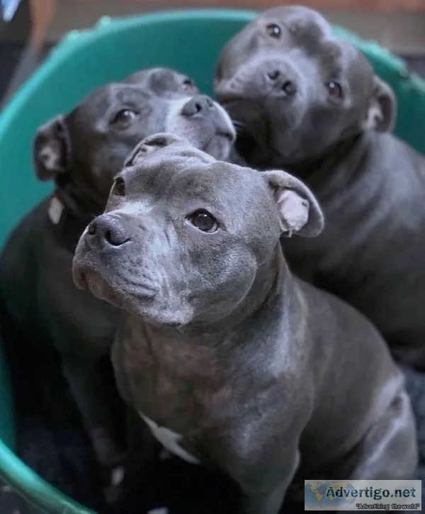 Adorable pitbull puppies for adoption and rehoming text (321) 30