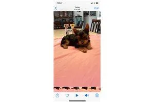 Thad  Yorkshire Terrier - Yorkie