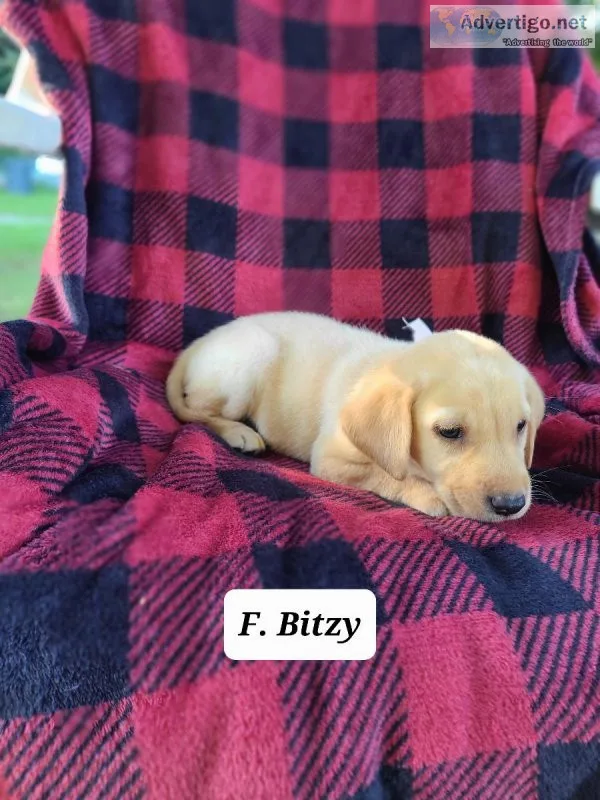Labrador Retriever Bitzy
