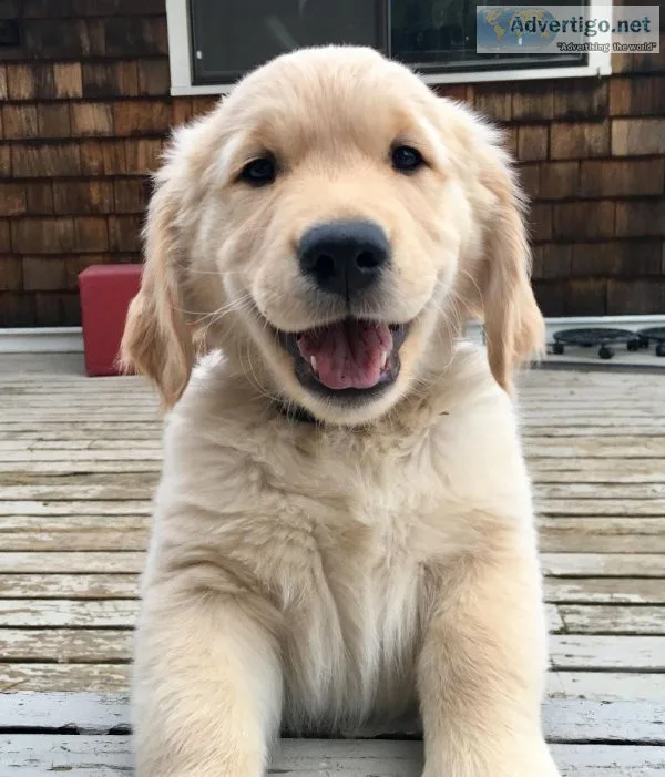 Golden retriever boys