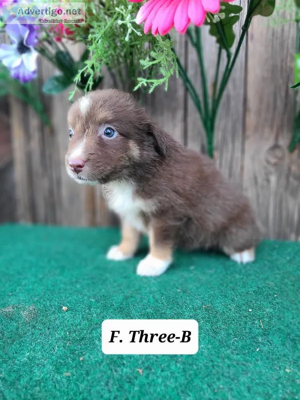Mini Australian Shepherd Three-B