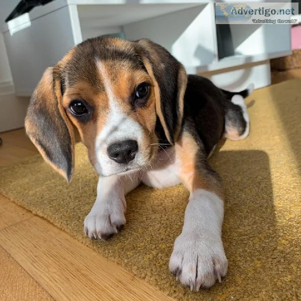 Beautiful Beagle Pups Available