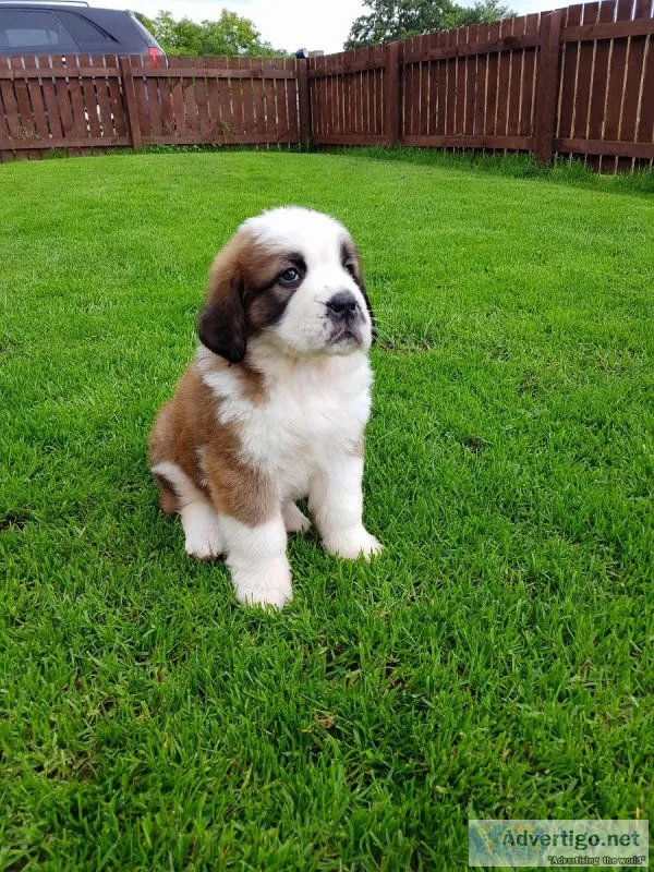 St. Bernard Puppies for sale