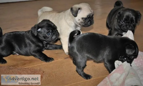 Adorable Male And Female pug Puppies