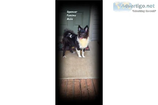 CKC Male Pomimo Puppies