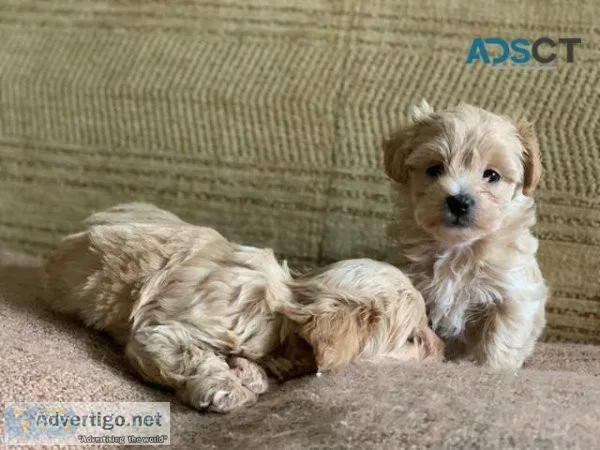 Maltipoo Puppies