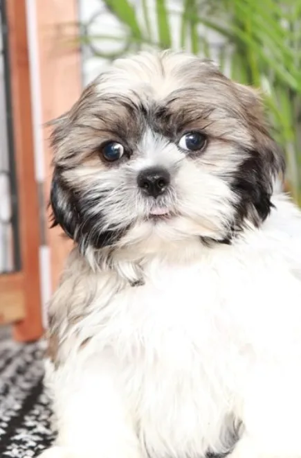 Shih-Tzu