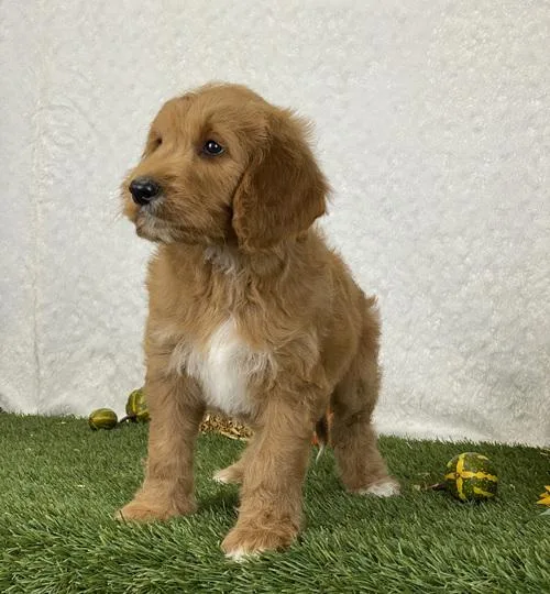 Male and female Cavapoo puppies