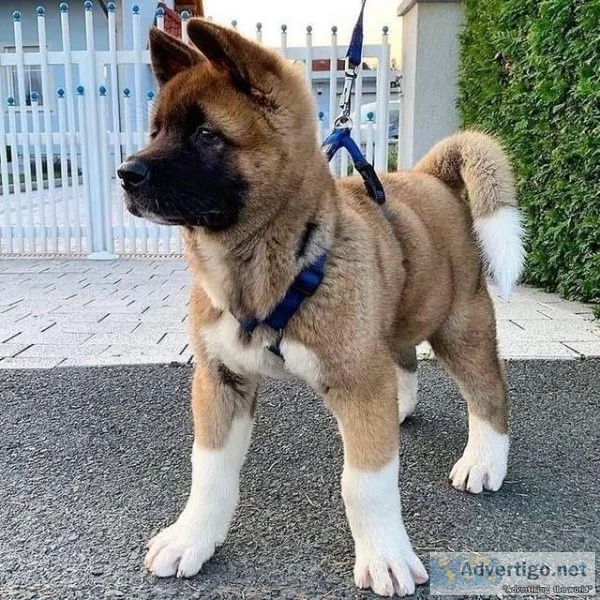 Pure Breed Akita Puppies