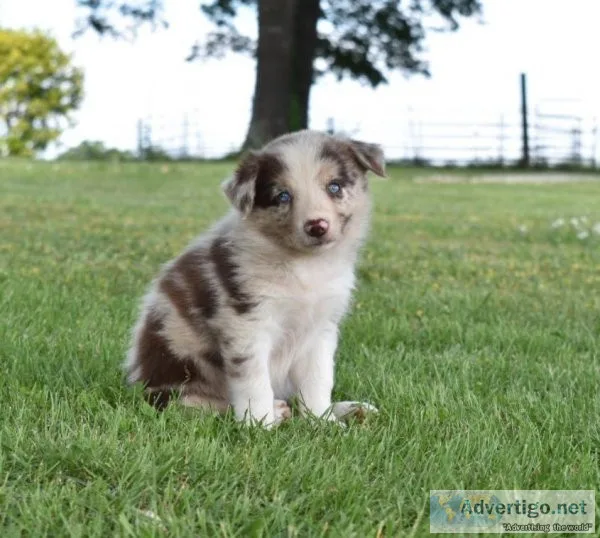 Border Collie Puppies