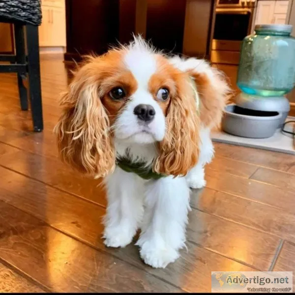 KC Registered Cavalier King Charles Pups
