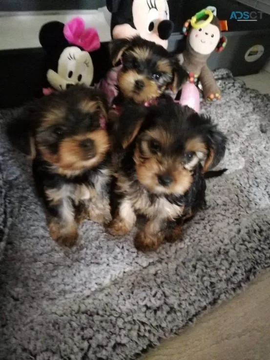 YORKIE TEACUP SILVER