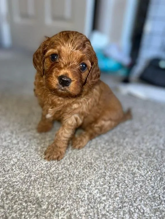 Cavapoo puppies
