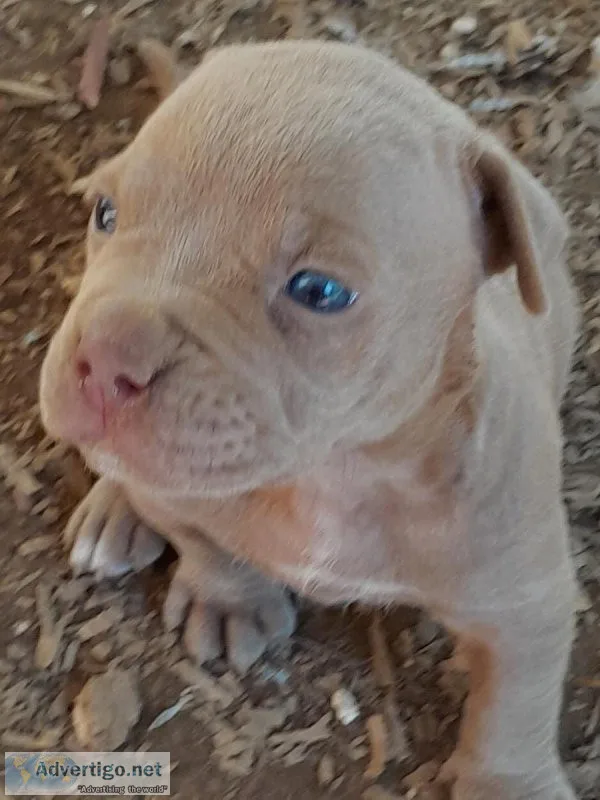 Blue and Fawn APBT Pups