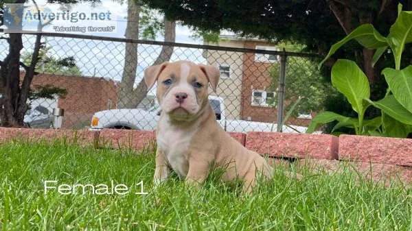 American Bully Puppies Available