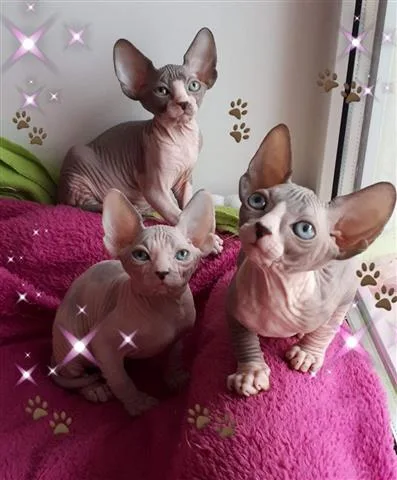 Lovely sphynx kittens looking for new home