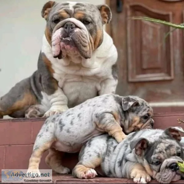 top quality bulldogs for sale