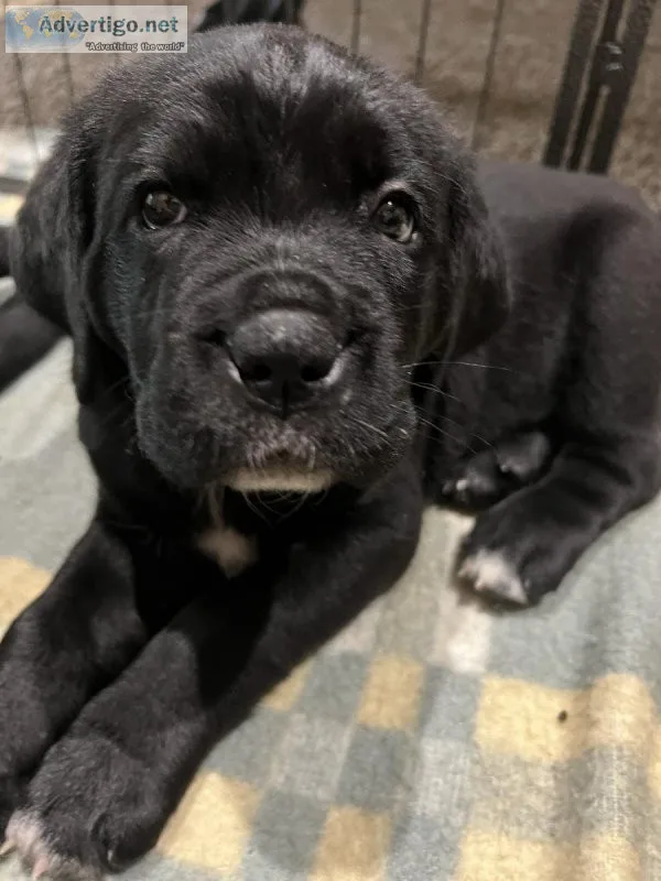 Cane Corso Puppies