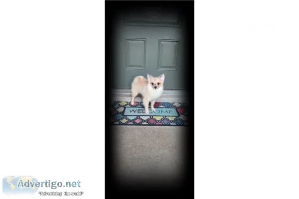 Tiny Pomimo -Millie- Female