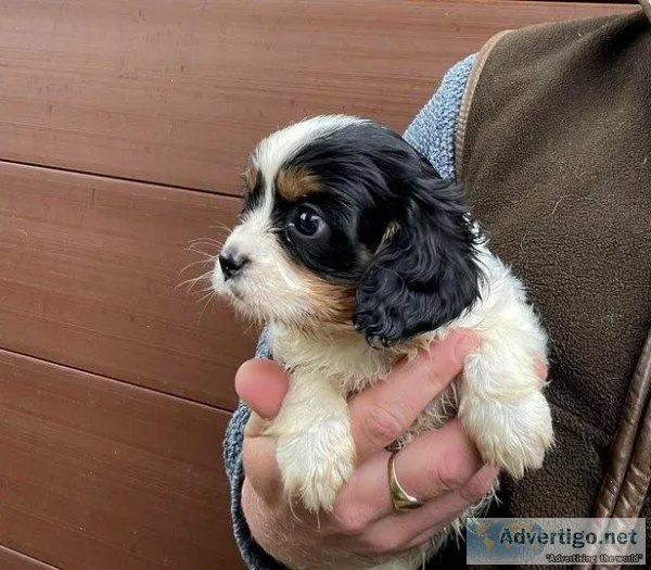 Adorable Cavalier King Charles puppies