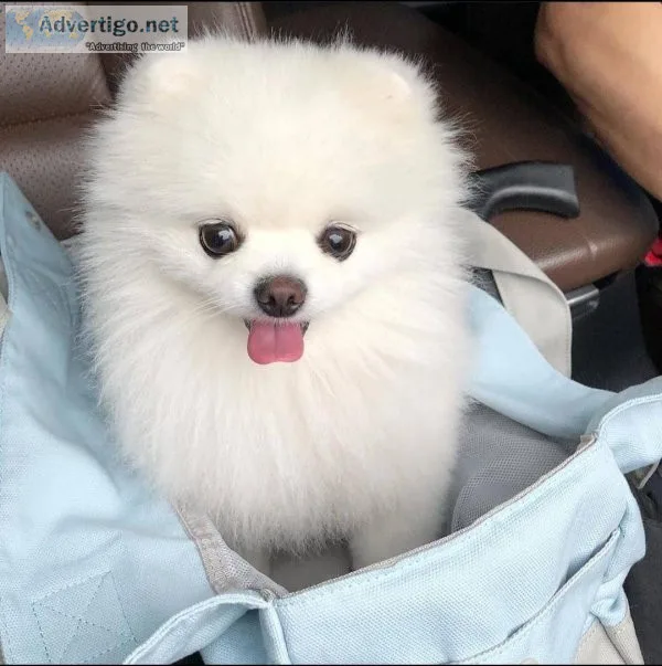 Beautiful Pomeranian puppies for sale