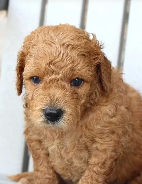7 weeks Goldendoodle mini (Male)