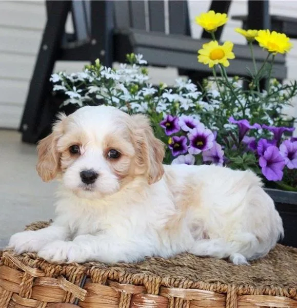 Bernedoodle puppies