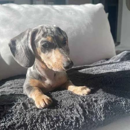 Wonderful 10 weeks kids dachshund