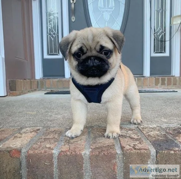 Beautiful litter of pug puppies. Both parents are PDE clear so p