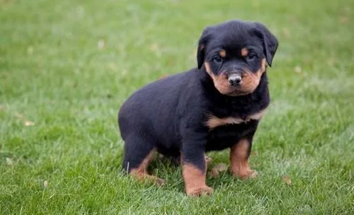 Stunning Rottie Babies Ready