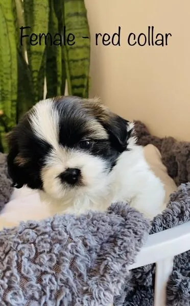 Purebred Shihtzu puppies