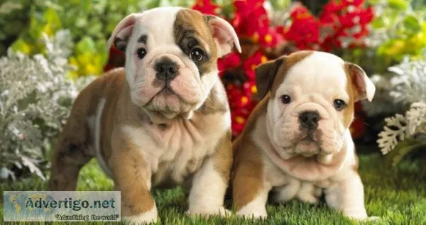 Priceless English Bulldog puppies For Adoption